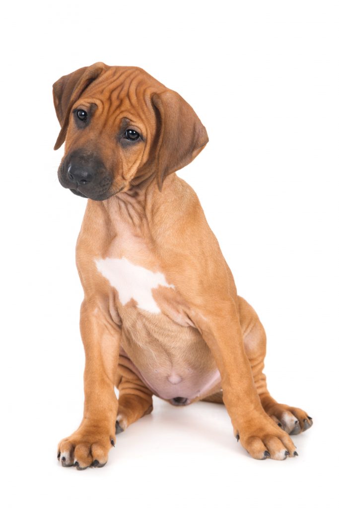 An isolated shot of a Rhodesian Ridgeback puppy sitting in front of a white background looking at the camera with a slightly tilted head